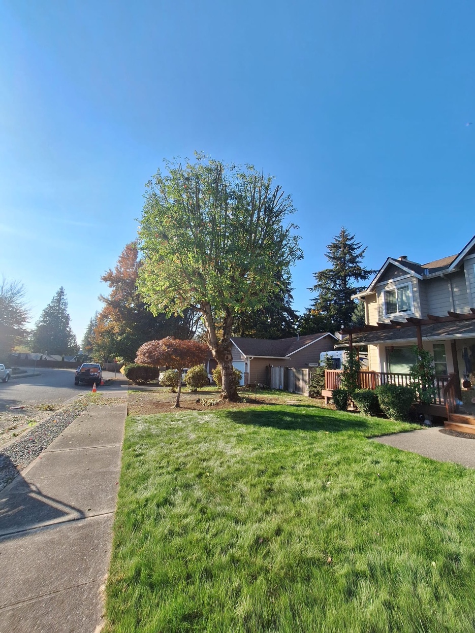 Residential tree service Olympia WA