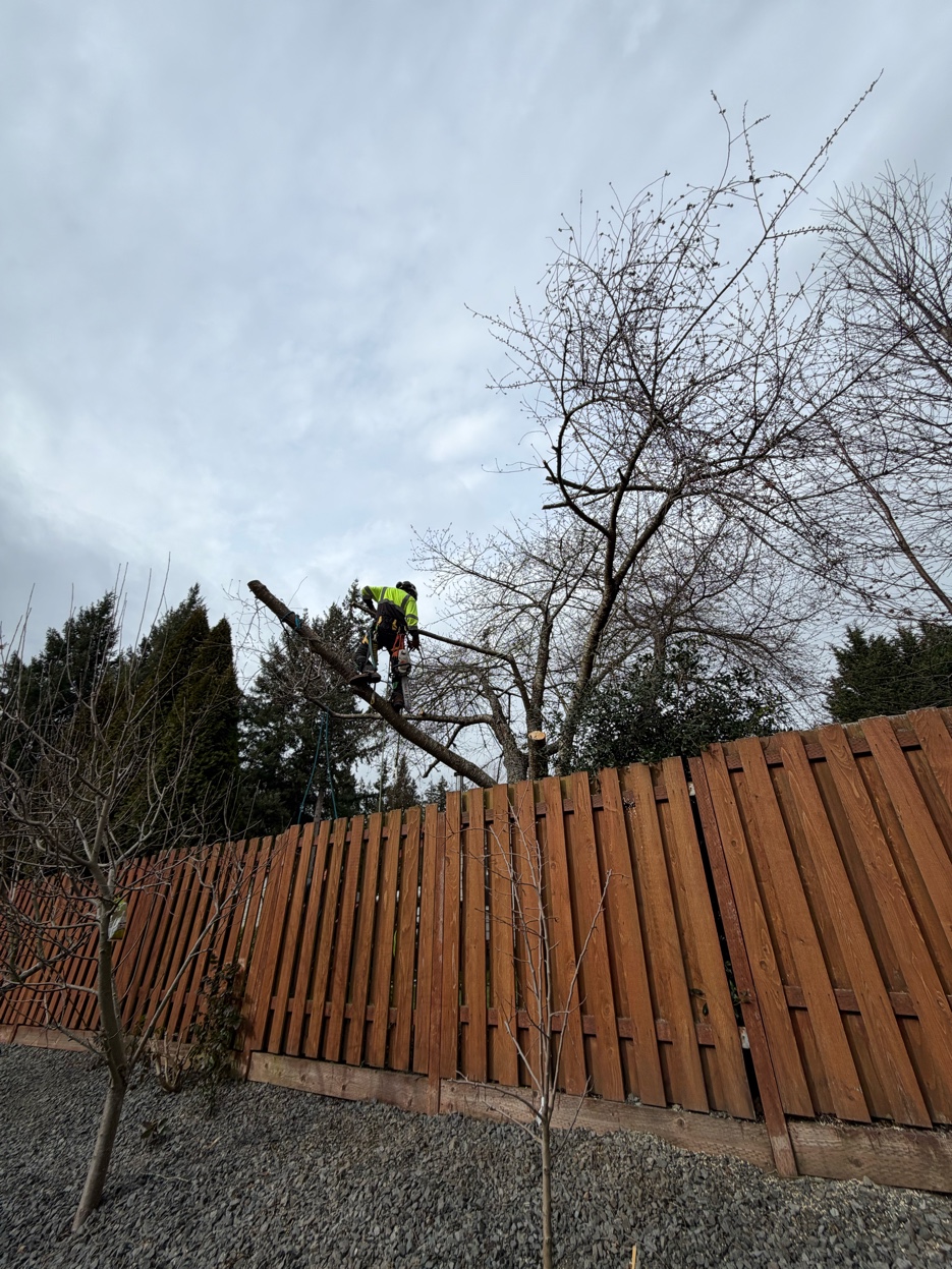 Olympic Tree Service team at work with bucket truck