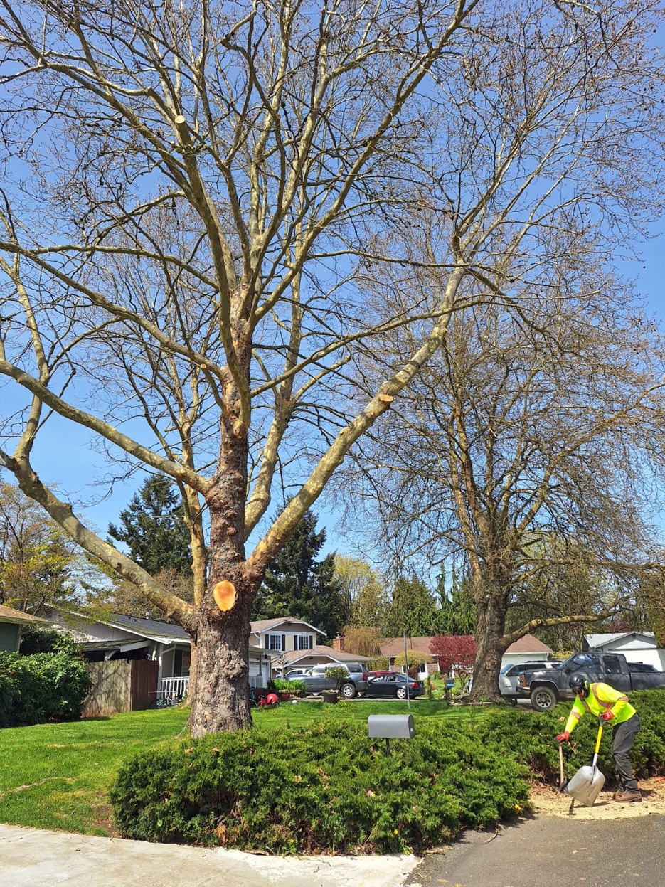 Olympic Tree Service crew at work