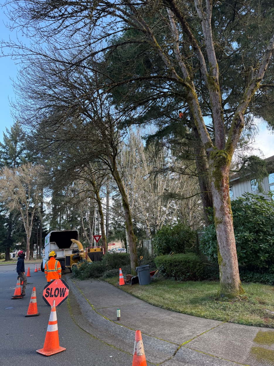 Tree removal service