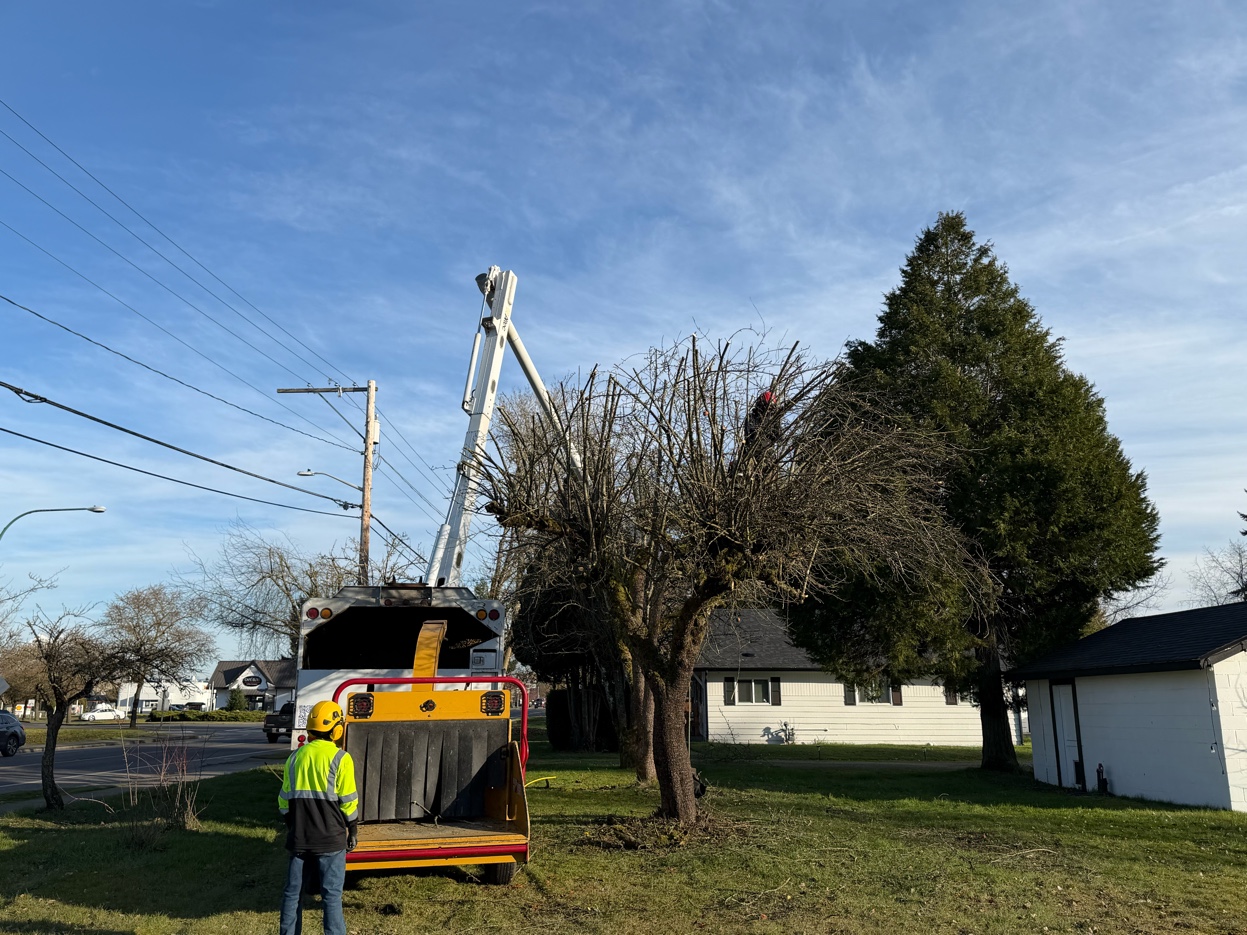 Tree removal service